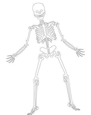 blank skeleton diagram bing images skeleton diagram diagram school crafts