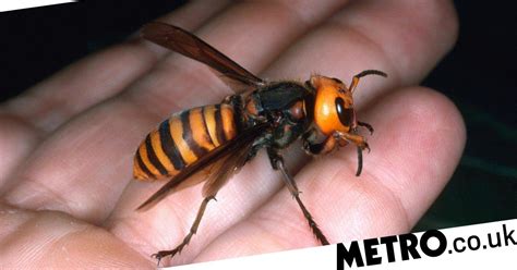 How To Detect The Deadly Asian Hornets Coming To The Uk Metro News