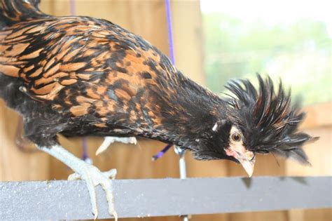 sex me golden polish [rooster] backyard chickens learn how to