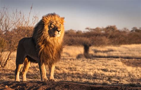 discover  lifespan  lion   tanzania safari tours wapo