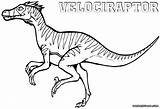 Velociraptor Coloring Pages Printable Raptor Colorings Color Print Getcolorings Getdrawings Coloringway sketch template