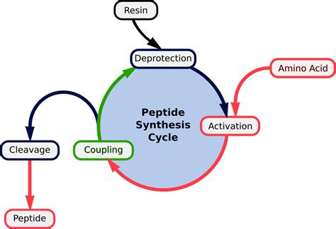 peptide synthesis methods  reagents