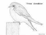 Swallow Tree Coloring Pages Male Colouring sketch template