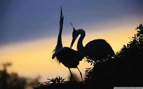 a pair of cranes 4k hd desktop wallpaper for 4k ultra hd tv tablet smartphone mobile devices