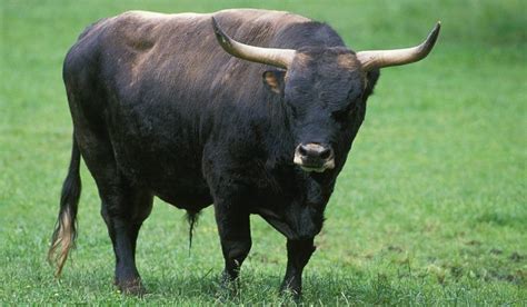 aurochs animals wiki fandom
