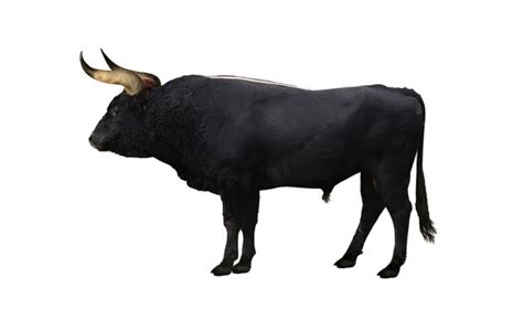 aurochs reconstruction  aurochs bos primigenius  ancestor