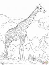 Coloring Giraffe Pages Safari Baby Giraffes Realistic Printable Adults Adult Print Color Animal Angolan Namibian Animals Colouring Supercoloring Sheets Outline sketch template