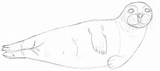 Seehund Robbe Robben Gezeichnet Skizzen Bleistiftskizze Anderem Dann Diese Zeichenkurs sketch template