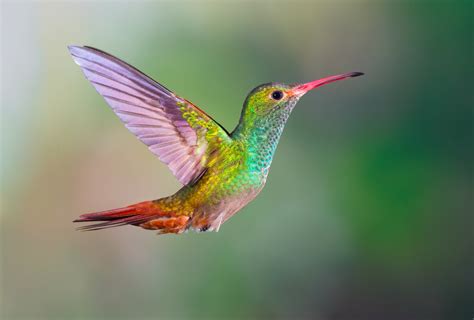 beautiful examples  bird photography riset