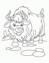 Coloring Ox Yak sketch template