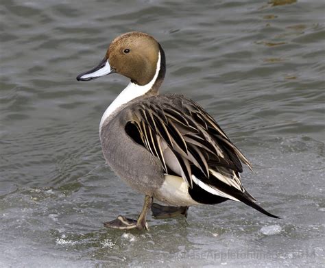drake northern pintail duck species duck pictures duck photography
