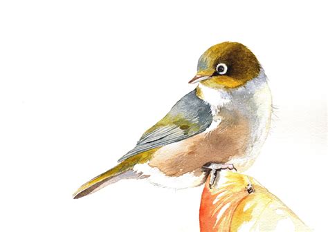 Watercolor Bird Paintings