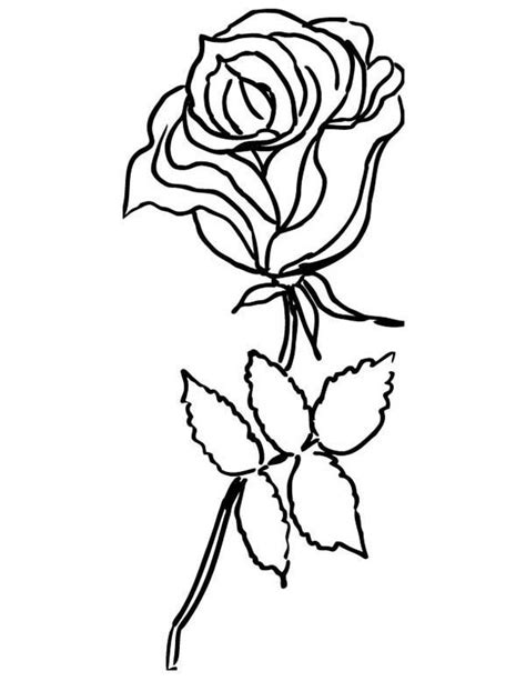 rose  garden coloring page  print  coloring pages