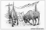 Drawing Moose Bull Fighting Pen Ink Artwork Drawings Fight Deer Eagle Choose Board sketch template