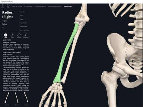bones radius anatomy physiology
