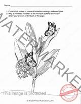 Milkweed Monarch Monarchs Differentiated sketch template