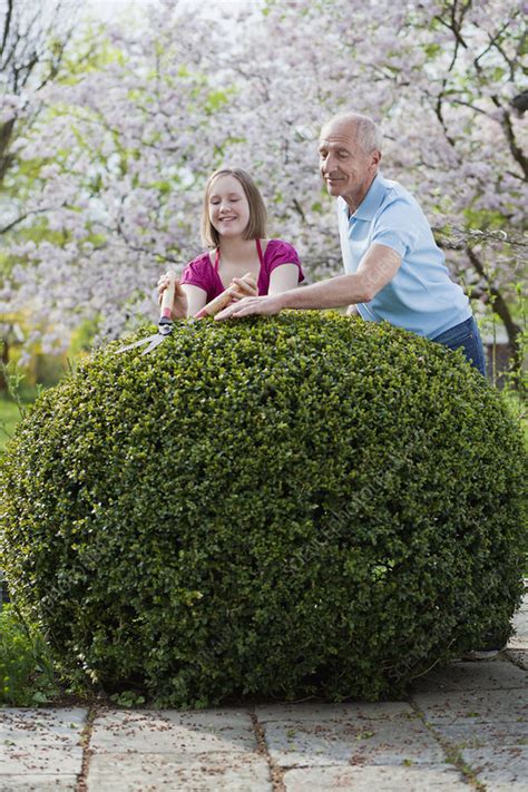 Young Girl And Old Man Cutting Hedge Stock Image F003 7456