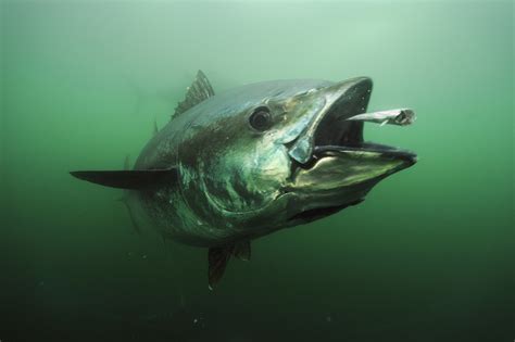 giant bluefin tuna