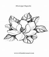 Magnolia Magnolias Fiori Bronwyn sketch template