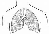 Lungs Coloring Human Pages Printable Template sketch template