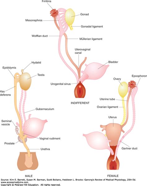 reproductive development and function of the female reproductive system