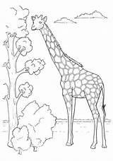Jirafa Colorear Giraffes Colouring Jirafas Bestappsforkids Arbol Afrika Comiendo Zeichnen Dibujoscolorear Comiedo Squidoo sketch template