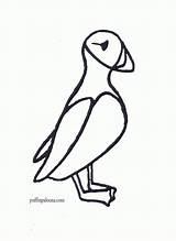 Coloring Puffin sketch template