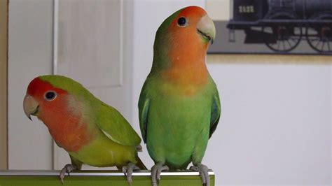 differentiate male  female lovebirds pet birds parrot bird