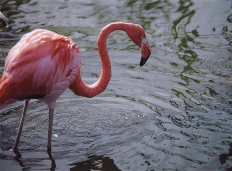 pink flamingo  photo  freeimages