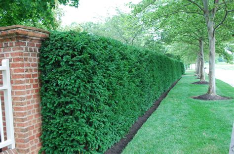 trees  shrubs perfect  privacy   garden hedges