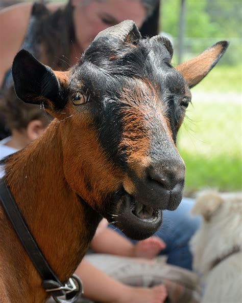 bleecker mountain life photobombed   goat