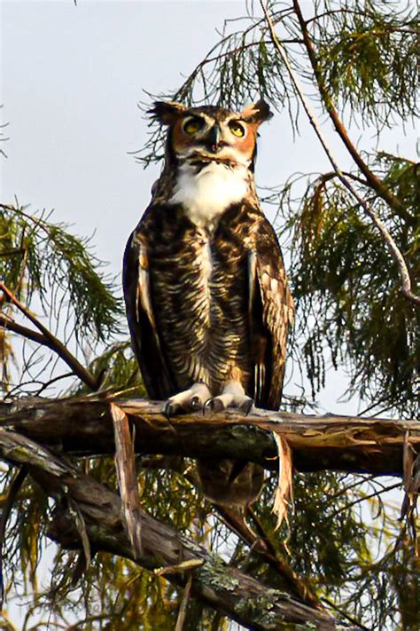 great horned owl    finery  boynton beach rflorida