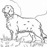 Setter Irish Coloring Pages Mastiff Dog Designlooter Tibetan Colouring Color Drawing Getcolorings Drawings Print Getdrawings Animals 250px 17kb sketch template