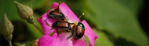 how to get rid of japanese beetles updated for 2020