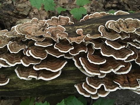 turkey tail history health benefits behind this powerful 53 off