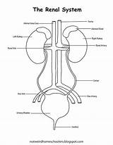 Renal System Labeled sketch template
