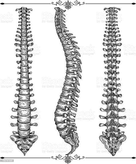 Human Spine Stock Illustration Download Image Now Istock