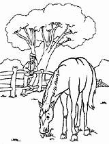 Eating Horse Grass Horses Coloring Pages Clipart Clipground sketch template