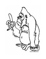 Gorilla Coloring sketch template