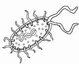 Bacteria Coloring Cell Prokaryote Prokaryotic Seres Pekes Brillantes Vivientes sketch template
