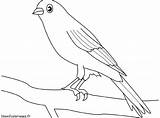 Canari Canarino Coloriages Uccelli Disegni Colorare Colibri sketch template
