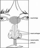 Anatomy Nose Morphology Coloring Human Terminology Template Malformation Sketch Nih Gov Figure sketch template