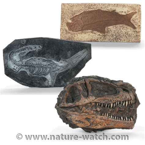 fossil plaque replicas