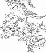 Coloring Pages Bird Cardinal Flower Birds Flowers Virginia State Printable Dogwood Sheets Adults Color Adult Clipart Drawing Drawings Printables Cardinals sketch template