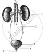 diagram   represents  organ system   human body study    answer