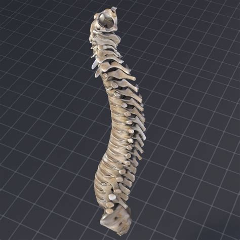 human spinal cord anatomy  model max obj ds fbx cd lwo lw