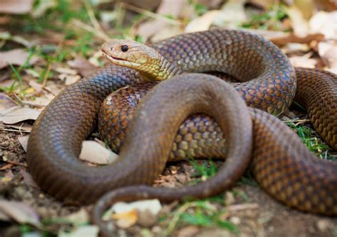 las  serpientes mas peligrosas de australia  del mundo taringa