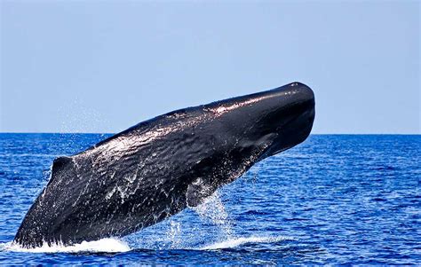 sperm whales sri lanka cinnamon nature trails sri lanka
