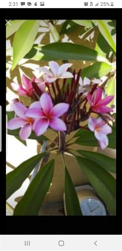 pink plumeria tree  trade galora