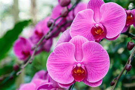 orquidea todo sobre estas flores tipos cultivos  cuidados de planta